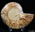 Inch Polished Madagascar Ammonite (Half) #2390-1